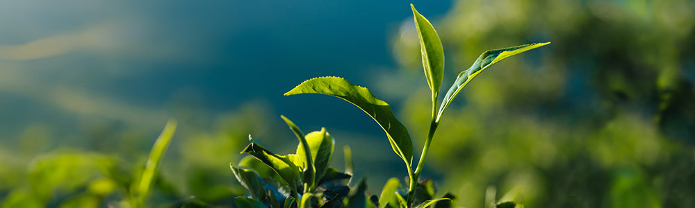 Ali je sadni čaj sploh čaj? 🧐